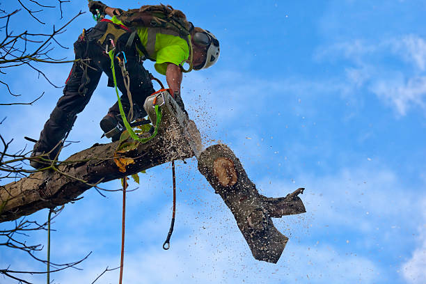 Tree and Shrub Care in Sneads, FL